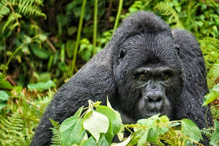 Is Gorilla Trekking Ethical?
