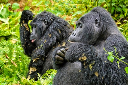 Is Gorilla Trekking Ethical?