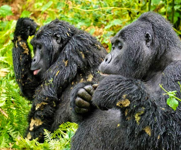 Gorilla Habituation Experience