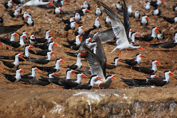 Birds in Queen Elizabeth National Park | Brilliant Uganda