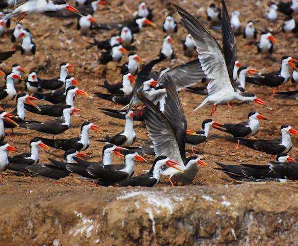 The Kazinga Channel is home to the African skimmer.