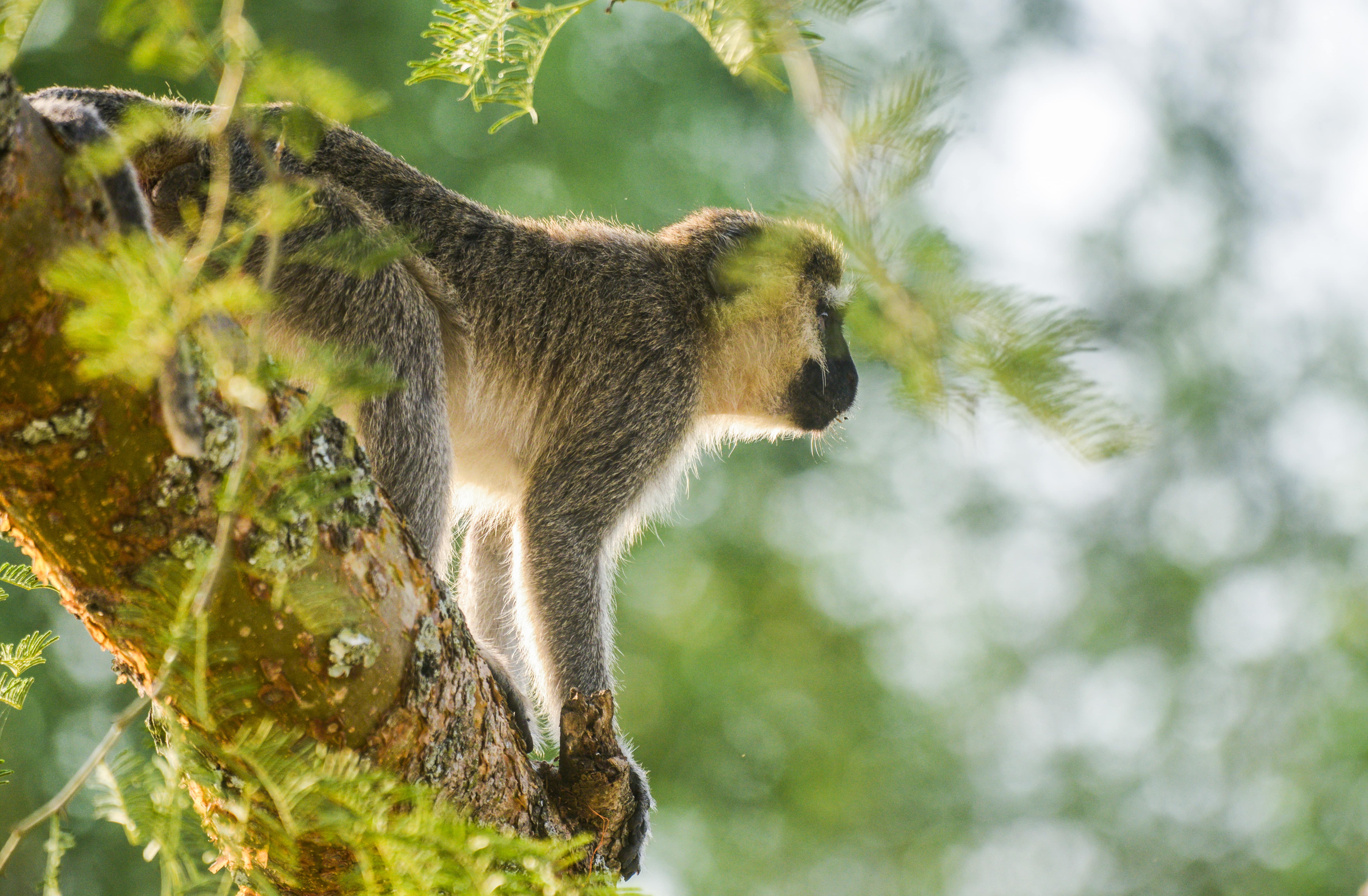 Uganda Family Adventure