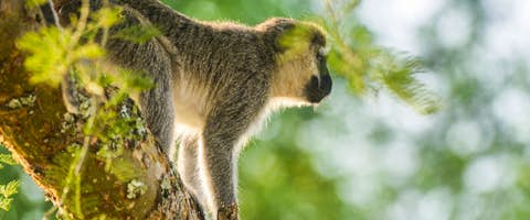 Uganda Family Adventure