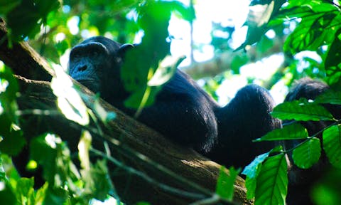 Chimpanzee in Budongo Forest, on a Budongo Forest chimpanzee trek.