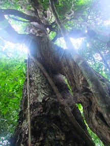 Budongo Forest Reserve