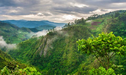 Gorilla Trekking Costs