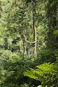 How difficult is gorilla trekking?