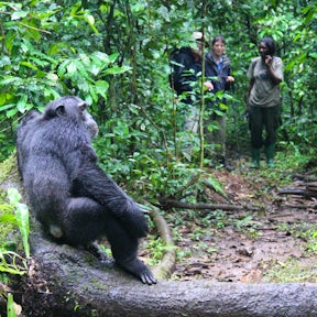 Chimp & Gorilla Trekking