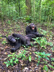 Budongo Forest Reserve