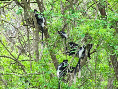 Murchison Falls Chimpanzee Trekking