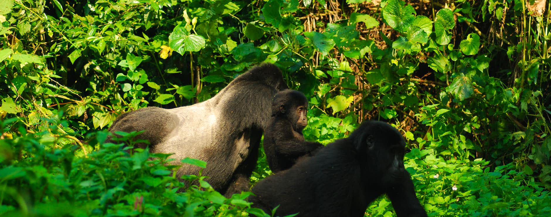 How to Travel from Dubai to See Mountain Gorillas