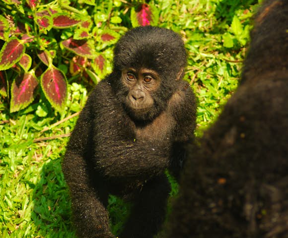 Playful baby mountain gorilla on gorilla habituation experience, Bwindi Impenetrable Forest