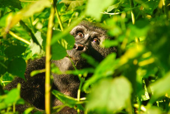 Wild Animals Found in Uganda