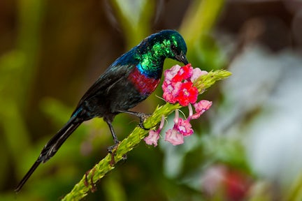 Entebbe Botanical Garden is home to the red-chested sunbird.