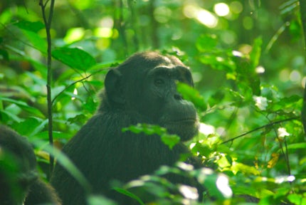 Chimpanzee staring into the distance in Kibale Forest on Kibale habituation experience.
