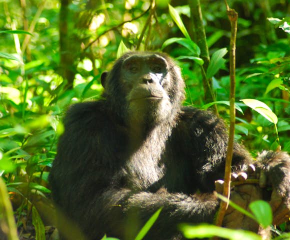 Adult chimpanzee in Kibale Forest, staring at the camera.