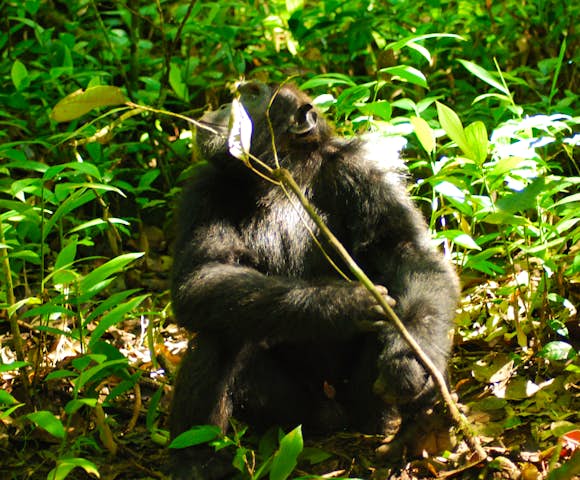 Adult chimpanzee in Kibale Forest, staring up at the sky.
