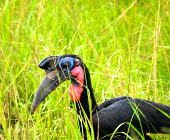 Wildlife in Uganda
