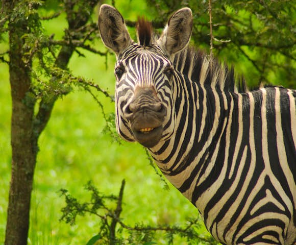 Wildlife in Uganda