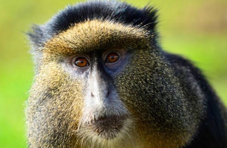 Wildlife in Uganda