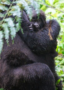 Gorilla Trekking in Uganda vs Rwanda
