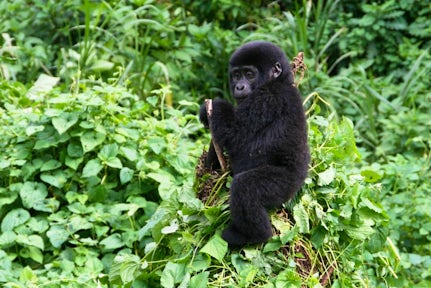 Gorilla Trekking in Uganda vs Rwanda