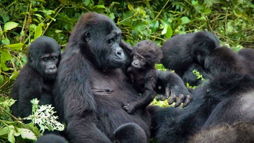 Chimp & Gorilla Trekking