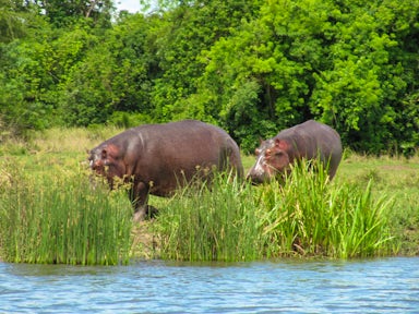 Murchison Falls National Park Safari