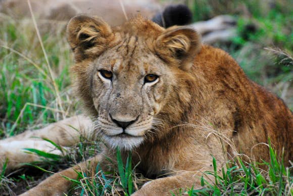 Lion in the Ishasha Sector, Queen Elizabeth National Park.
