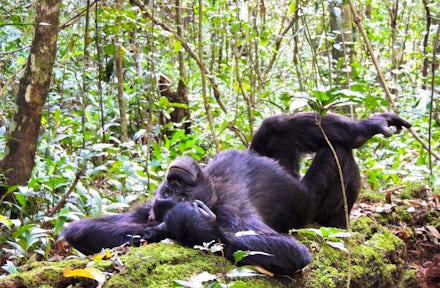 Adult chimpanzee lying on the floor of Kibale Forest.