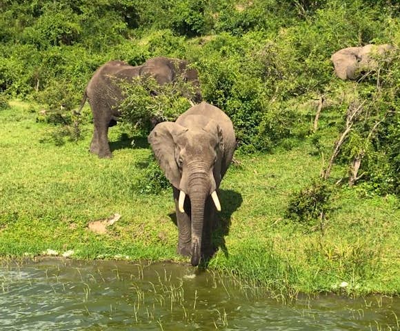 Kyaninga Lodge