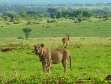 Murchison Falls National Park Safari
