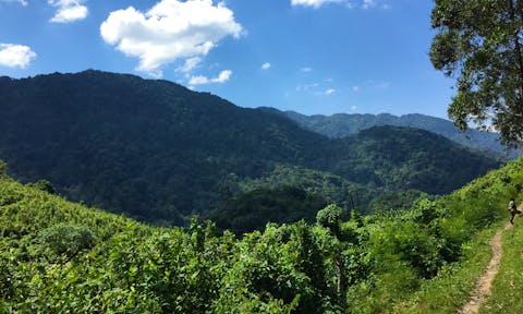 Best Time to Visit the Gorillas in Uganda