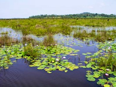 The Mabamba Swamp is a Ramsar Site and Important Bird Area which is accessible from Entebbe.