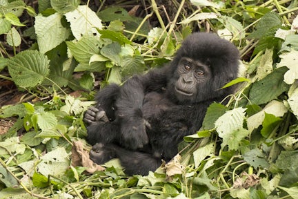Bwindi Mountain Gorilla Families