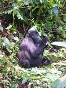 Bwindi Mountain Gorilla Families