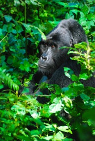 Gorilla Habituation Experience