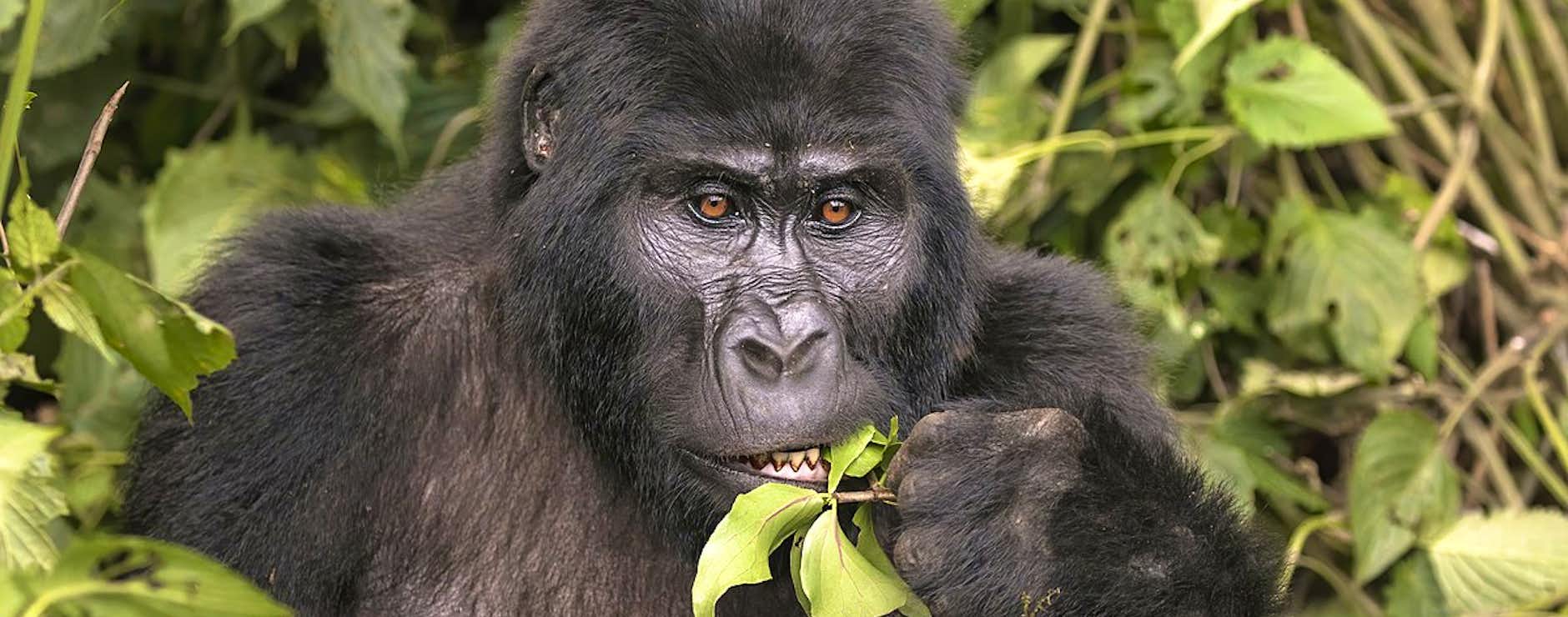 4 Day Gorilla Trekking Uganda | Brilliant Uganda