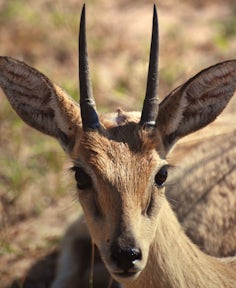 Oribi at Murchison Falls National Park.