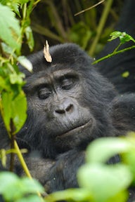 Hornbill Bush Lodge