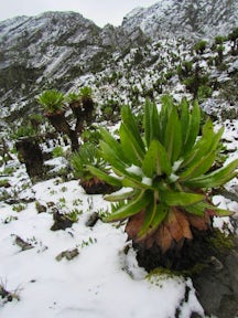 Flora and Fauna in the Rwenzori Mountains