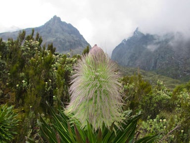 Rwenzori Mountains Trekking Cost