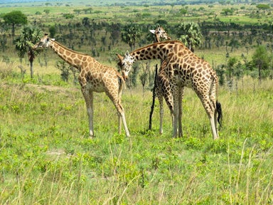 Murchison Falls National Park Safari