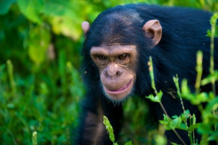 Gorilla Trekking in Uganda vs Rwanda