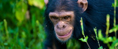 Chimpanzee & Gorilla Fly-In Safari