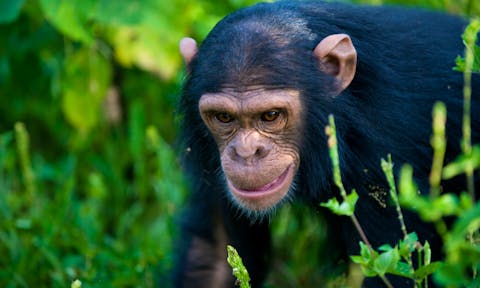 Chimpanzee in Kibale Forest on Kibale habituation experience.