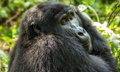 Gorilla Habituation Experience
