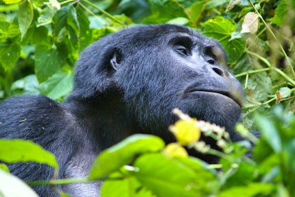Best Time to Visit the Gorillas in Uganda
