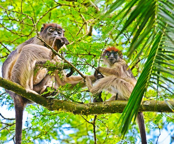 Wildlife in Uganda