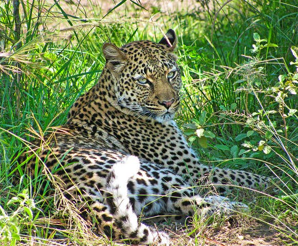 Wildlife in Uganda